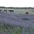 Galeriebild 1