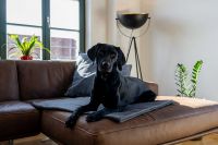 Bild 7: König Albert Residenz